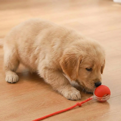 🐾Interactive Smart Chase Ball for Cats & Dogs – USB Rechargeable Automatic Rolling Teaser Toy with Speedy Tail